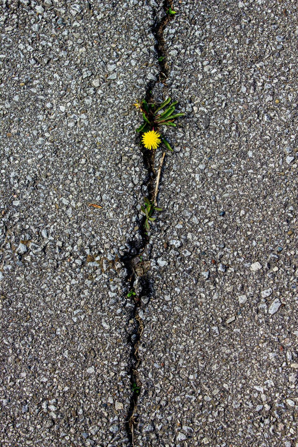 Dandelion bursting out of a crack, by Mark Ashford on Unsplash