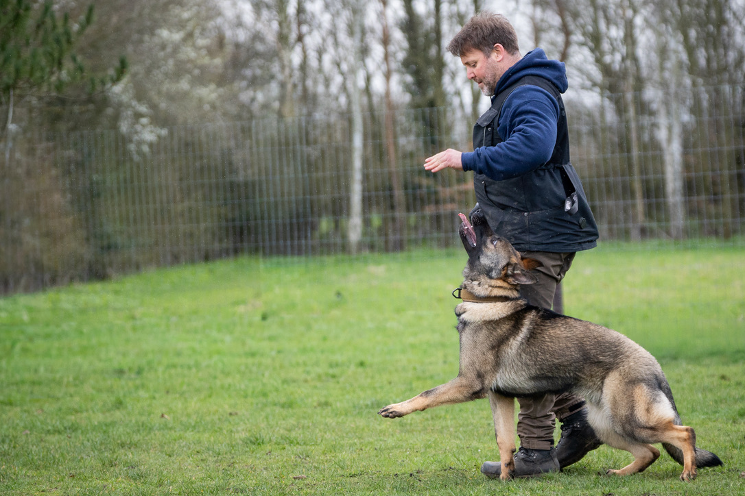 Scott McKay working a dog on the field at the ODT base in Suffolk
