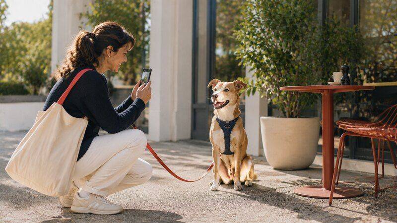 Dog posing while its owner takes a photograph outside a café