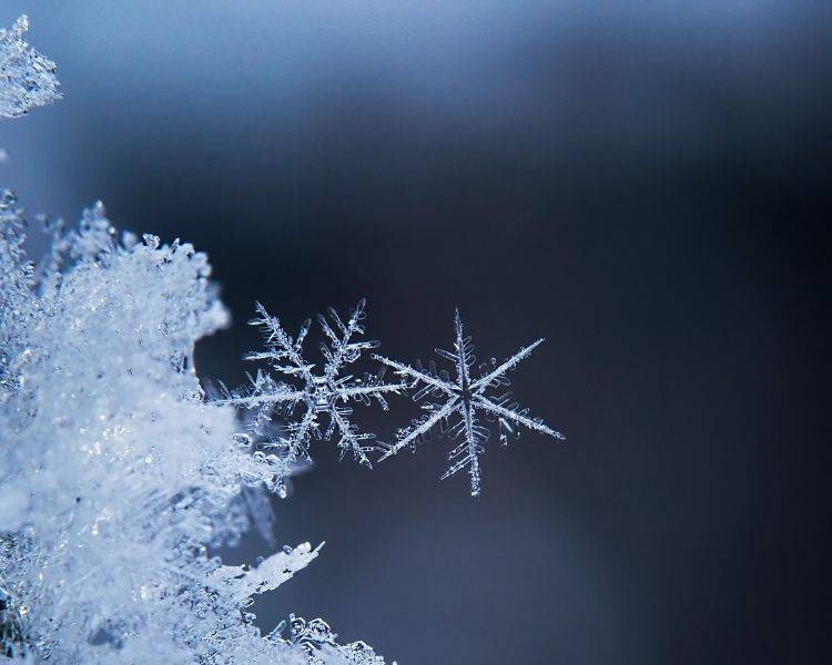 Cluster of delicate snowflakes against a dark blue background.