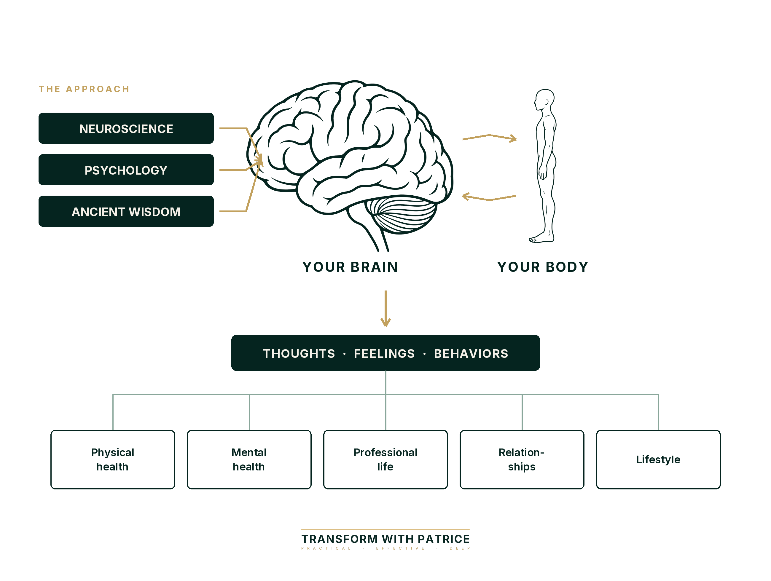 Neuroscience, psychology and ancient wisdom applied to the brain, with the five areas of life downstream of it