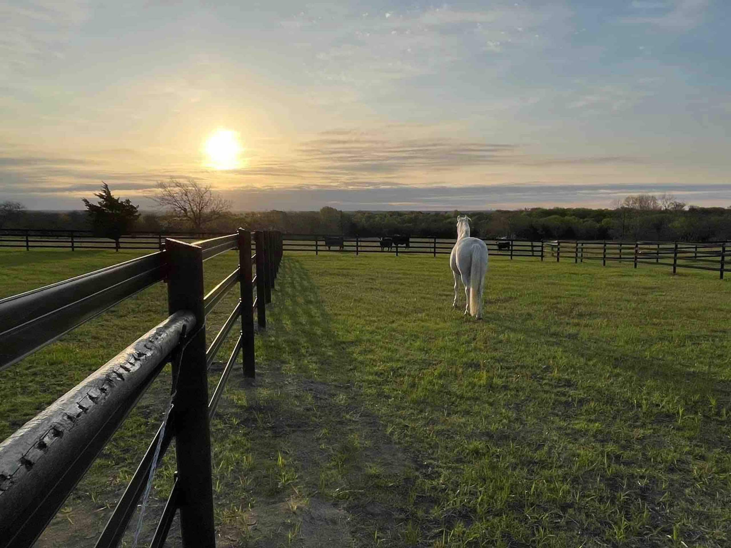 A white horse in the pasture at sunset at Hallelujah Ranch