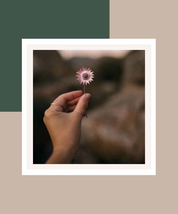 A hand gently holding a small pink flower against a softly blurred natural background, presented in a white frame with deep green and beige colour blocks.