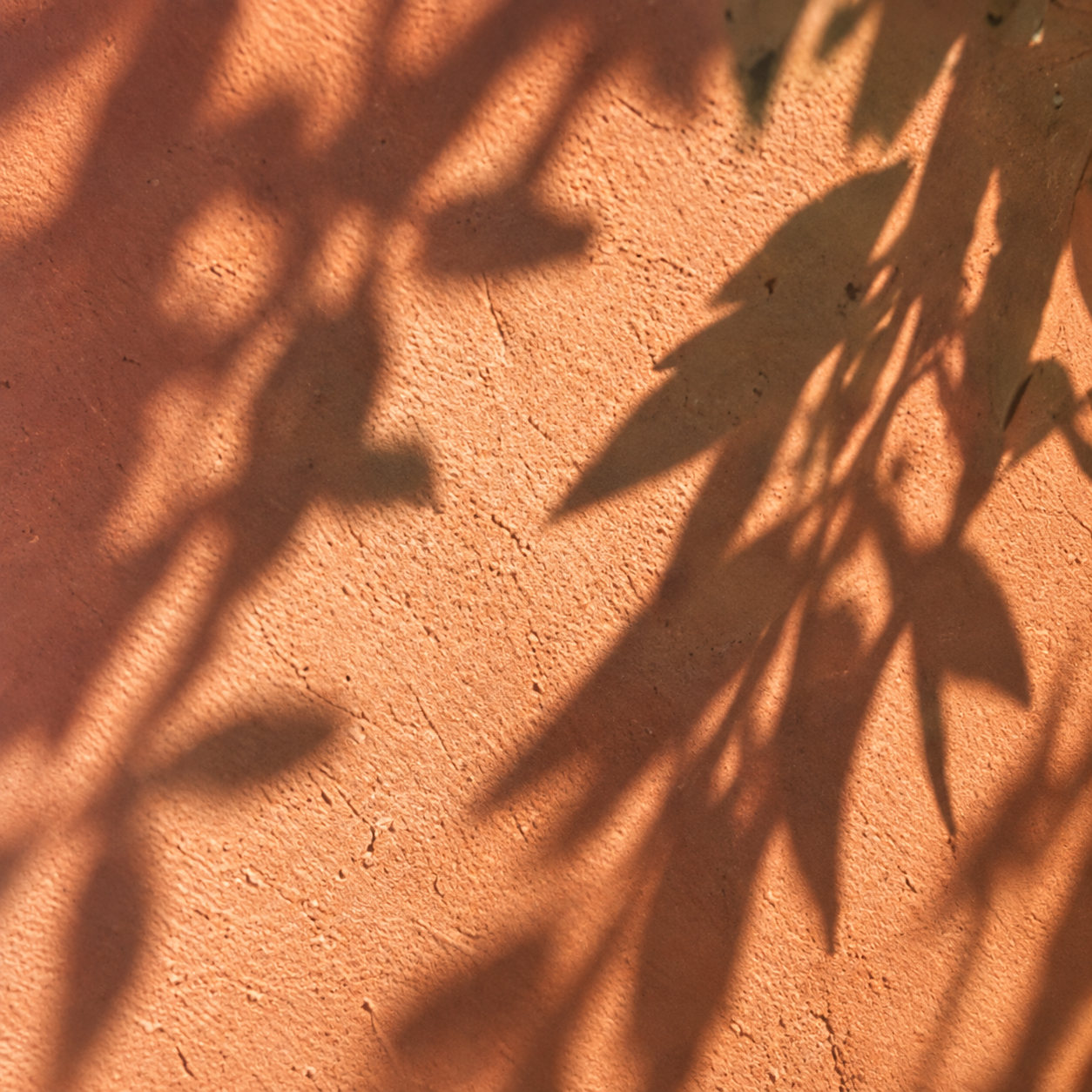 Soft shadows of olive branches and leaves cast across a warm terracotta wall, creating a natural pattern in golden sunlight.