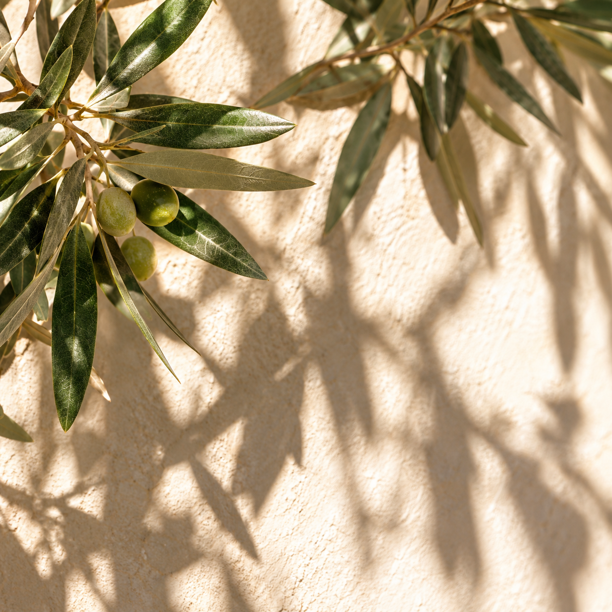 Olive branches with green olives and soft leafy shadows cast across a warm, textured beige wall in natural sunlight.