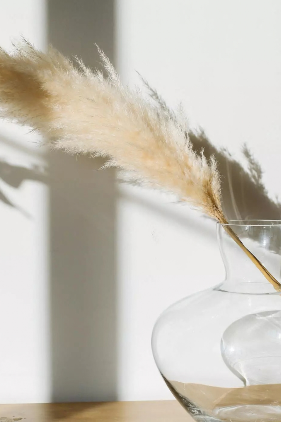 A soft beige pampas grass plume in a clear glass vase, illuminated by natural sunlight and casting delicate shadows against a white wall.