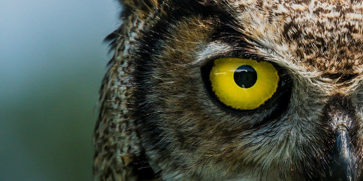 A great horned owl, close up