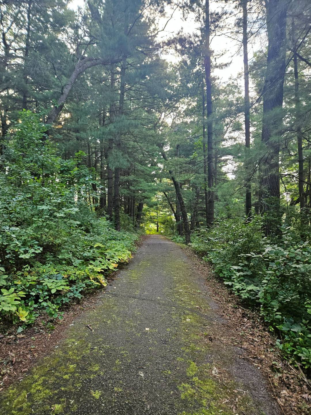 The image shows a paved path through the woods with the morning light shining through the green, leafy trees.