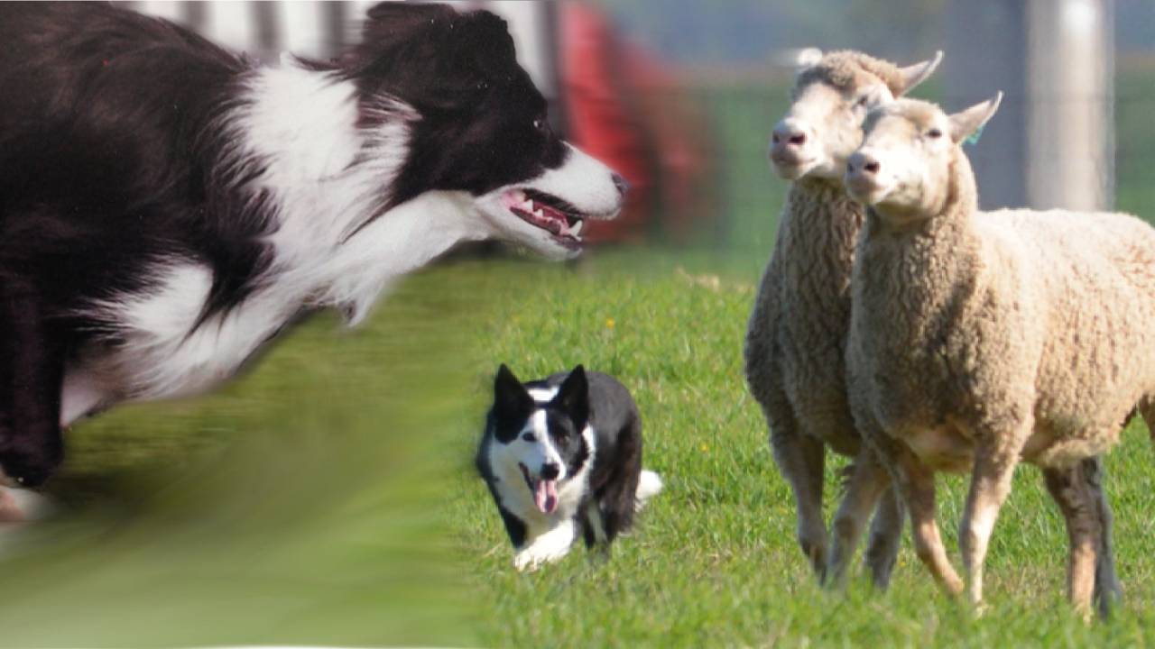 kathy-keats-spatial-awareness-and-proprioception-for-dog-sport