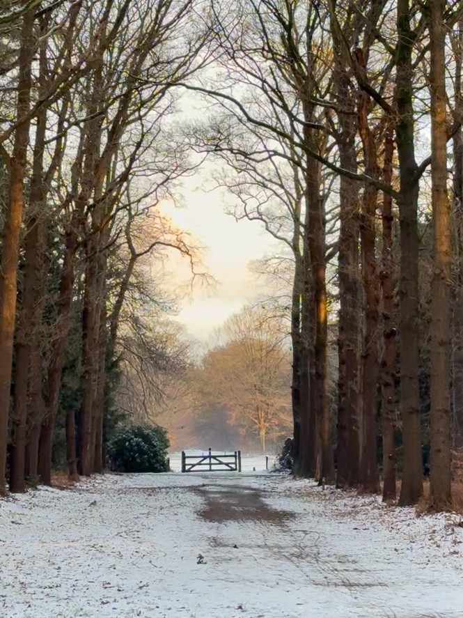 A snowy avenue of tall trees leading to an open gate in winter light