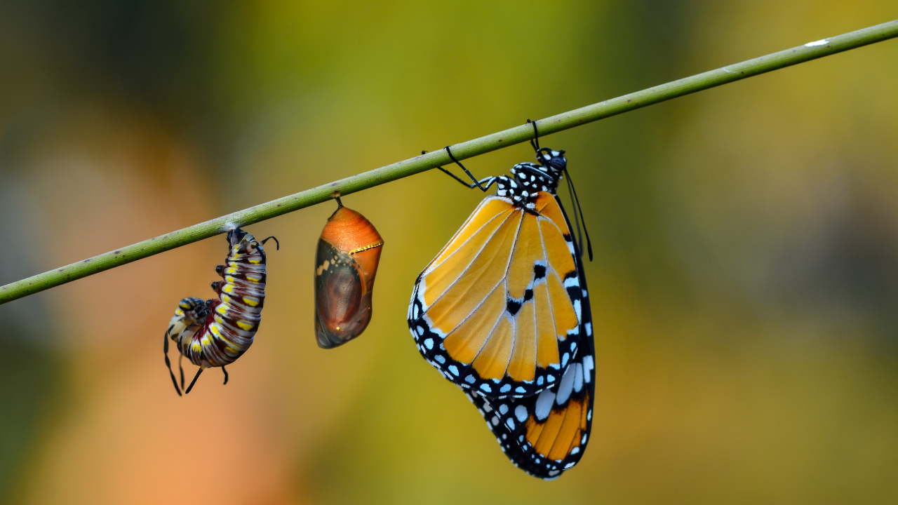 transformation of butterfly