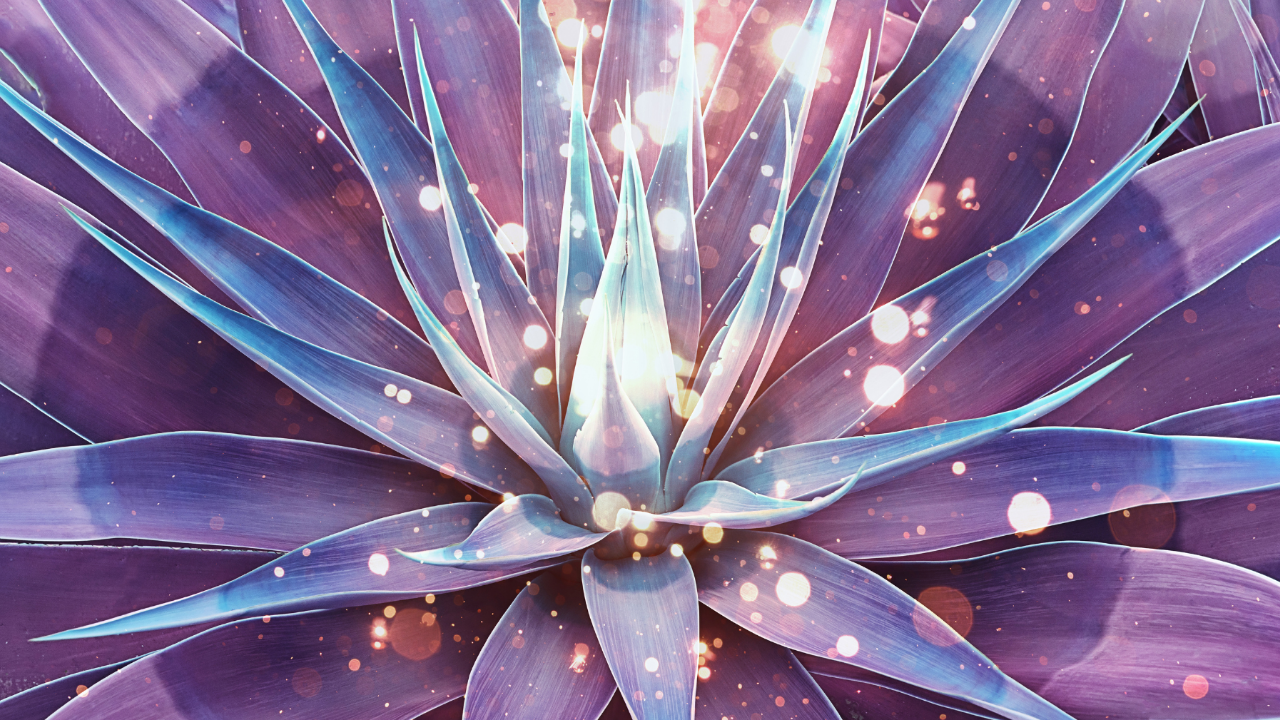 lotus petals with sparkly
