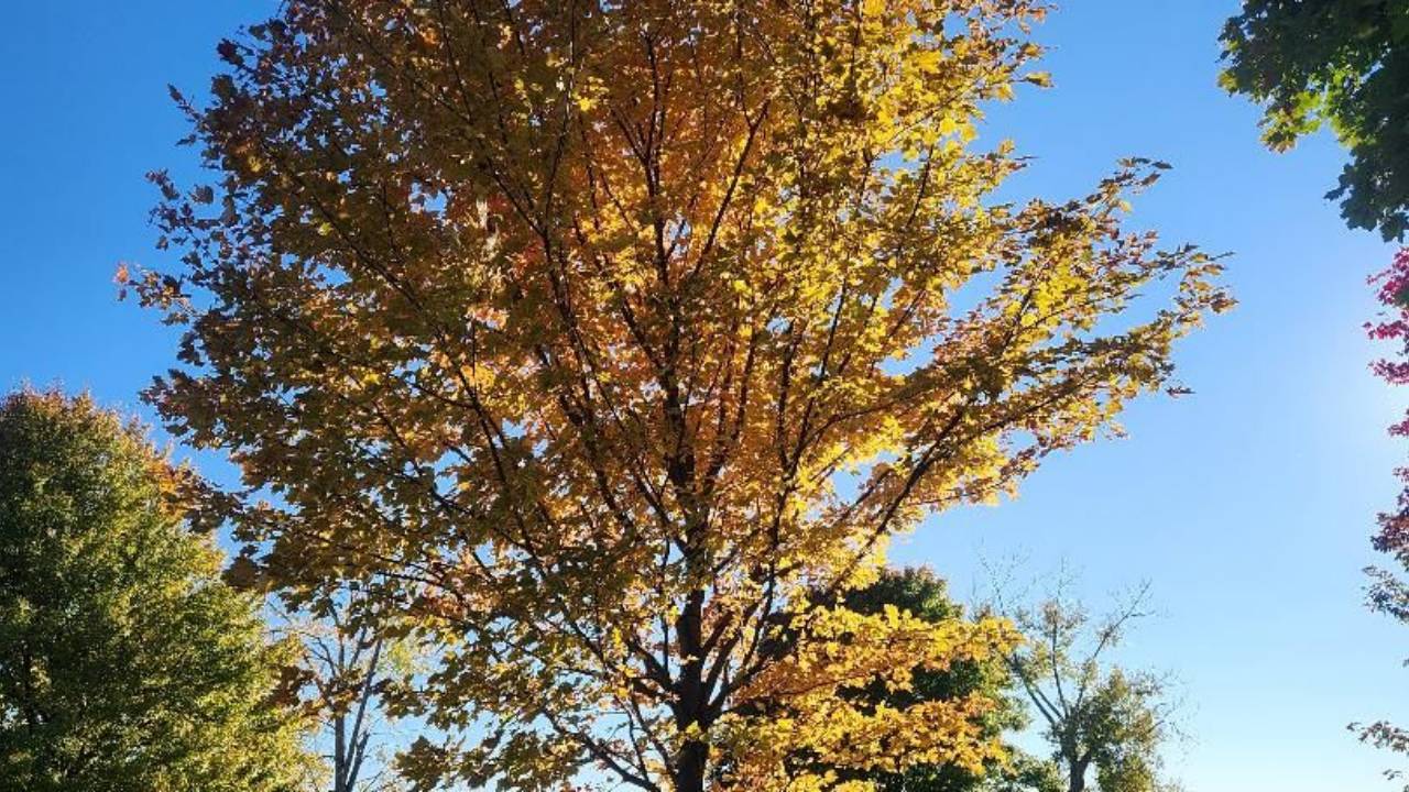 Tree with golden colored leaves