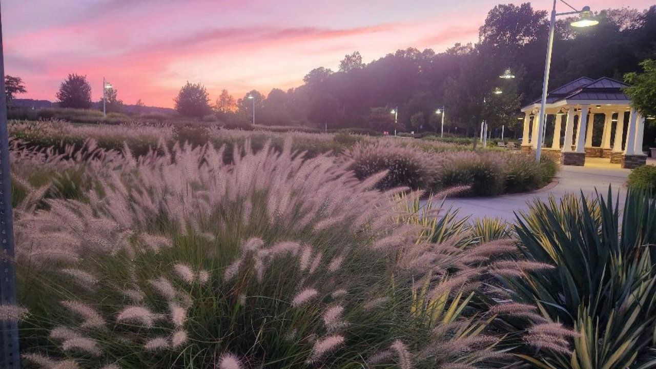 Pink Sunset skies with wild grasses in the foreground