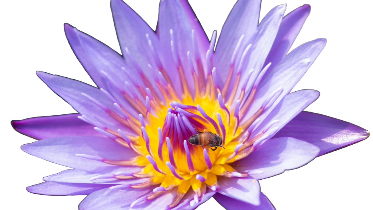 Purple lotus flower with yellow center 