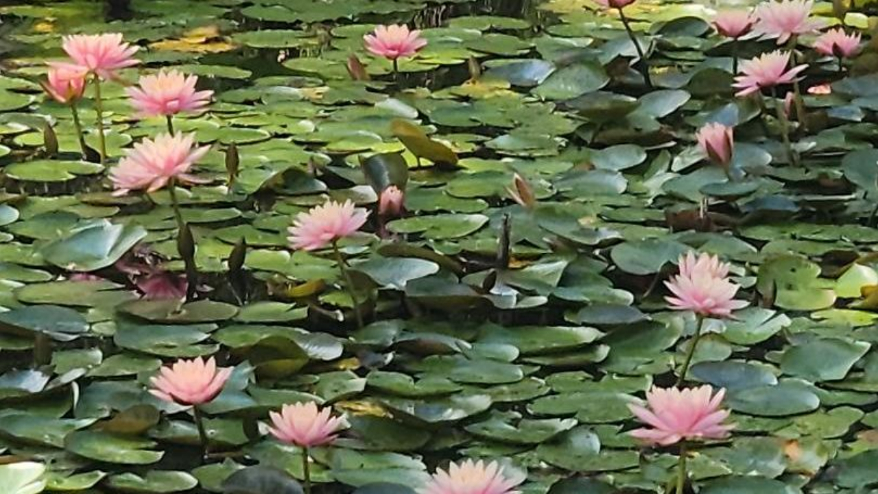 pink lotus flowers on pond