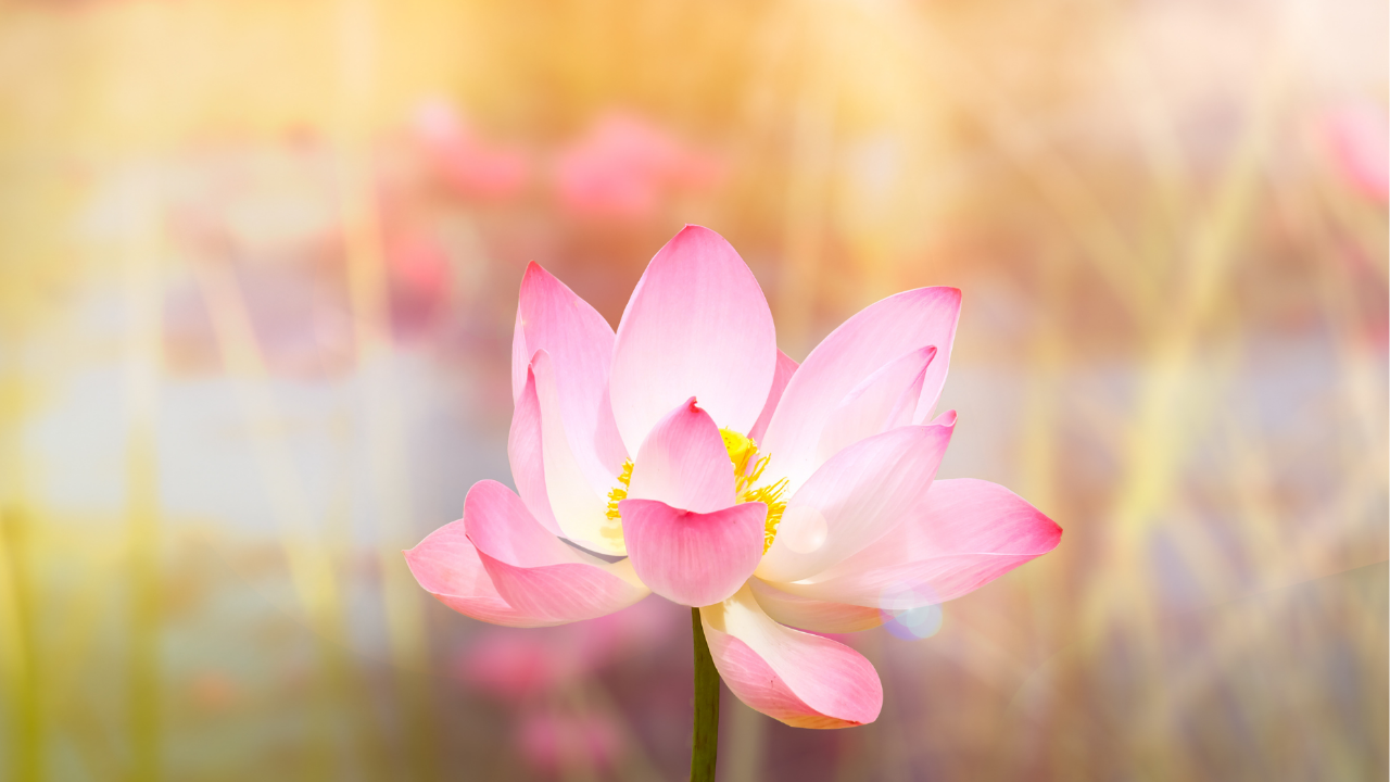 Pale Pink Lotus Flower