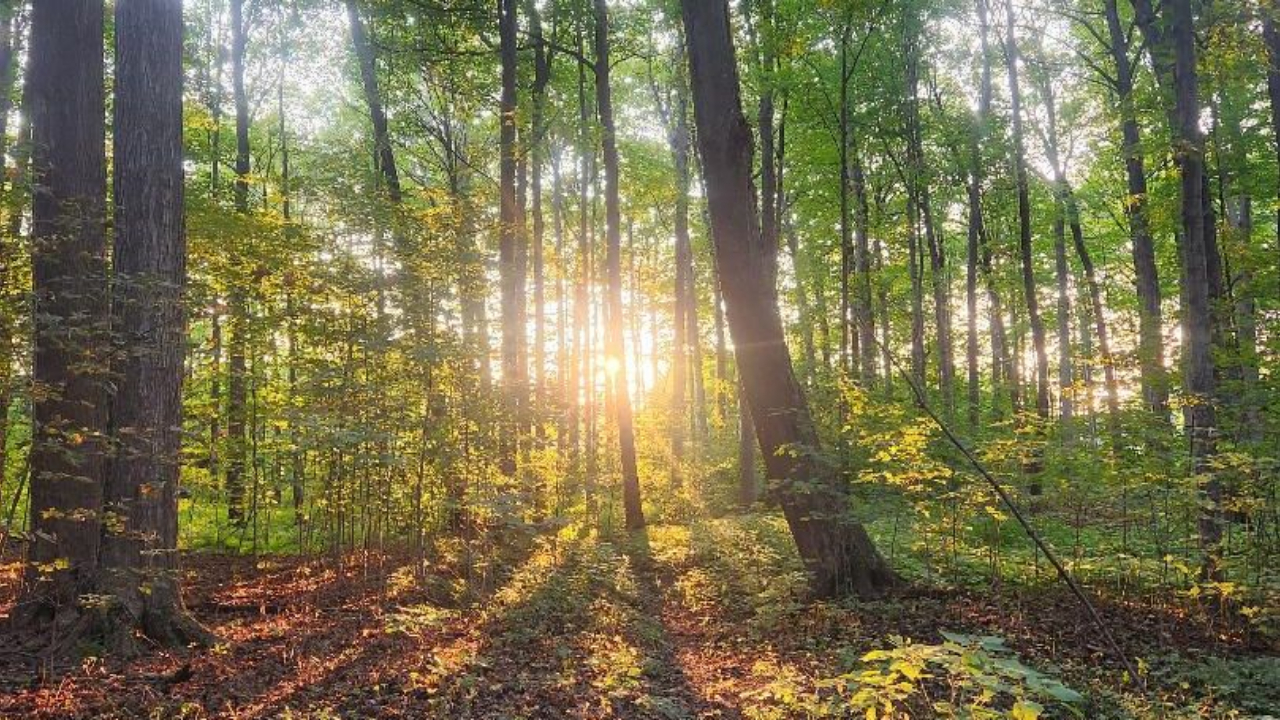 Woods with sun shining in the background