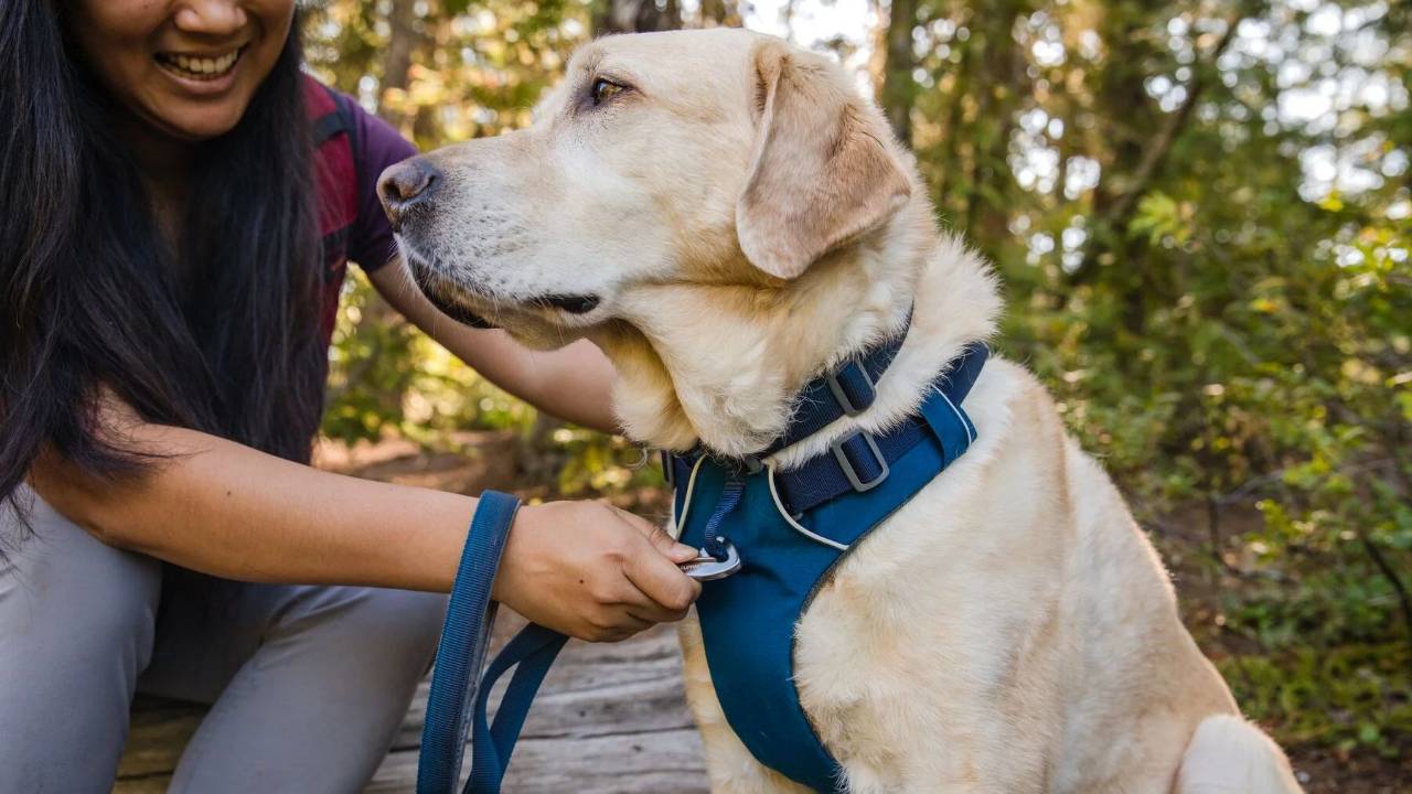 8 Reasons FrontClip Harnesses Rock!