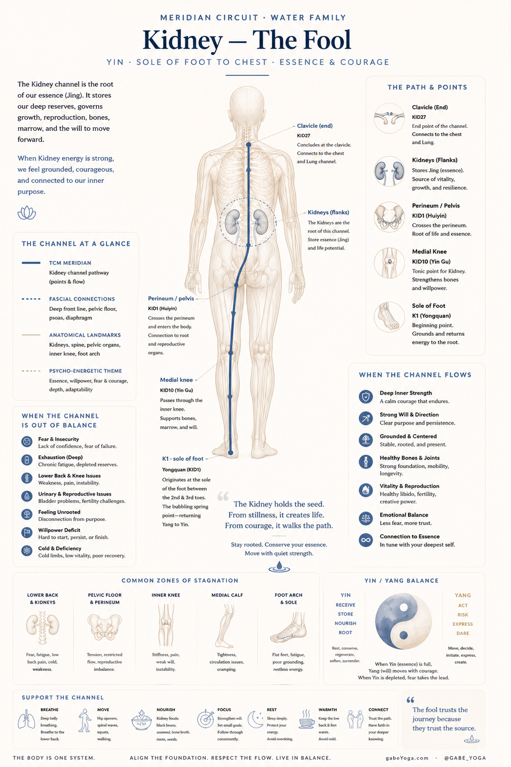 Kidney meridian line illustration