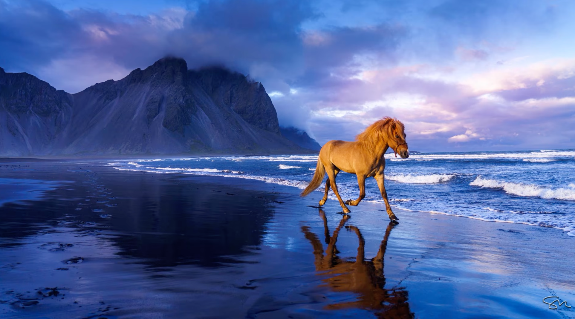 An Icelandic horse running on a black sand beach at dusk