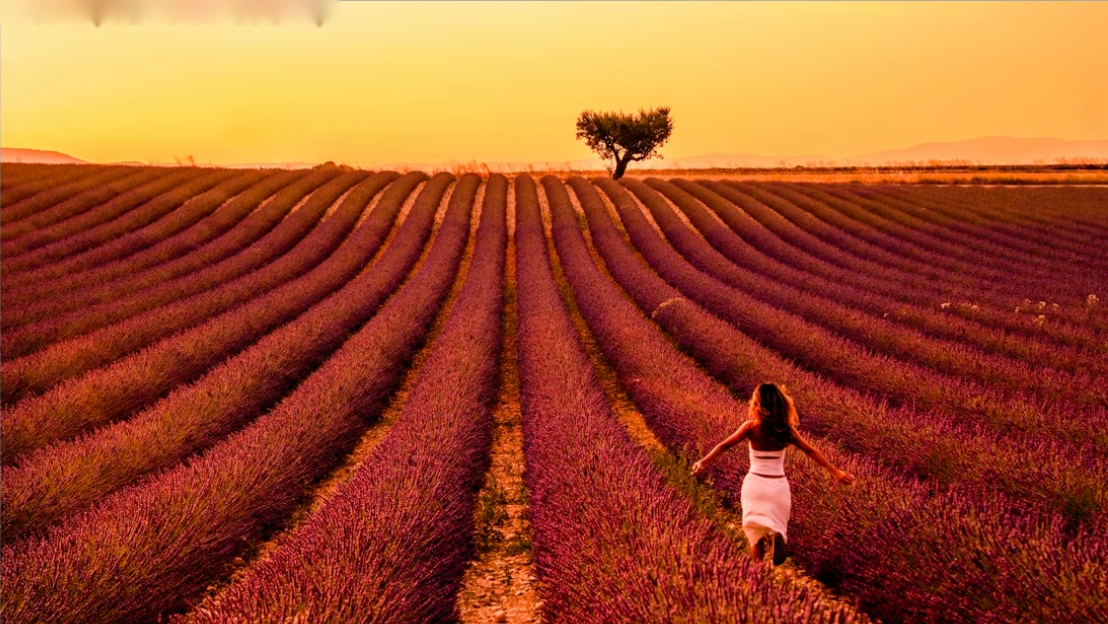 A lavender field at sunset with an off white balance