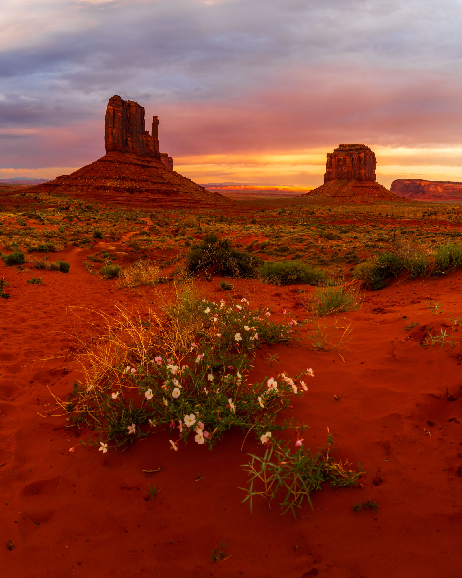 Desert wildflowers on the Wildcat Trail at sunset in Monument Valley