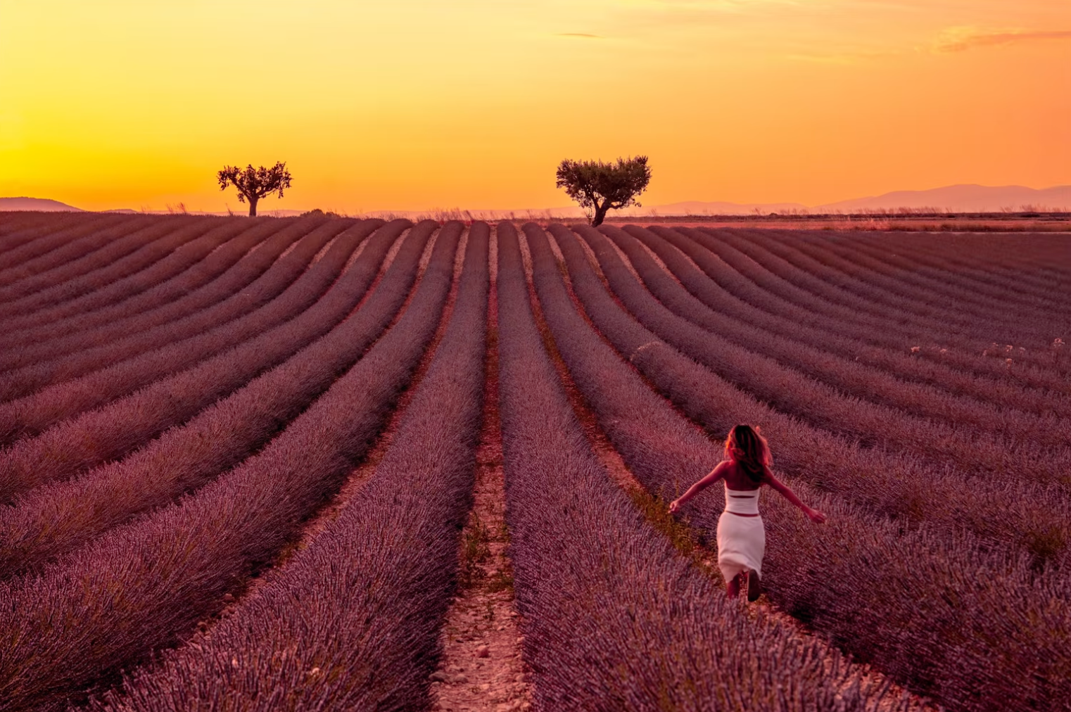 A lavender field in the South of France at sunset, rich purple and orange tones, the finished result