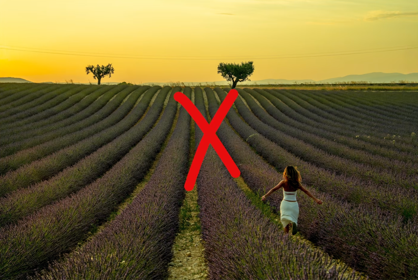 A wrong-colors version of the lavender field: dull, muted, green-brown tones instead of true purple, marked as the direction to avoid