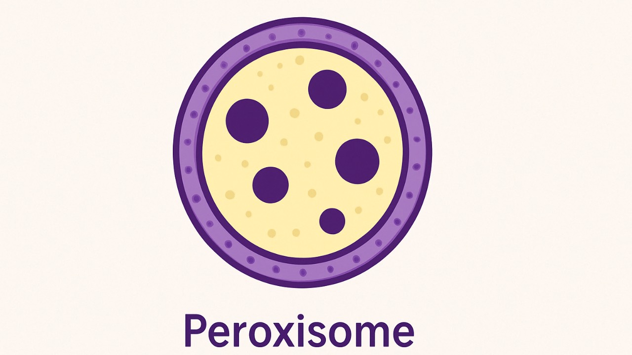 l carnitine and perimenopause Role of L-carnitine in female infertility The Midlife Metabolism Connection and