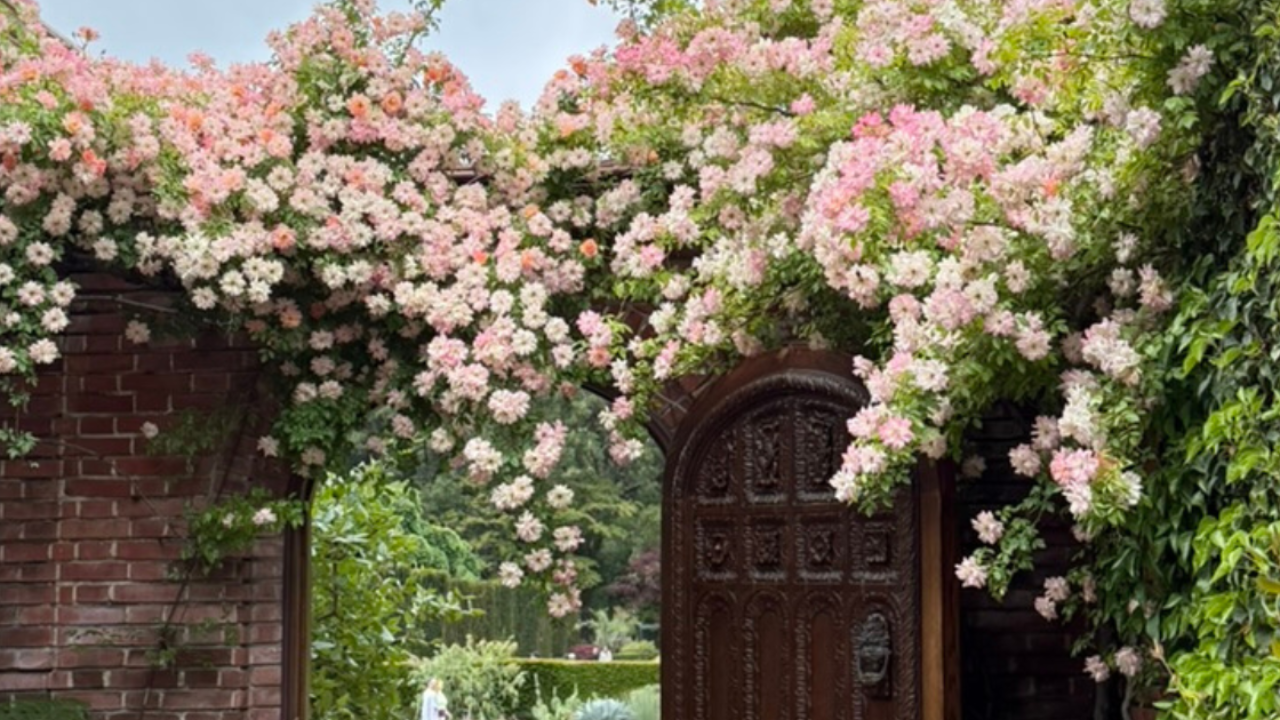A carved door to a garden covered in climbing roses
