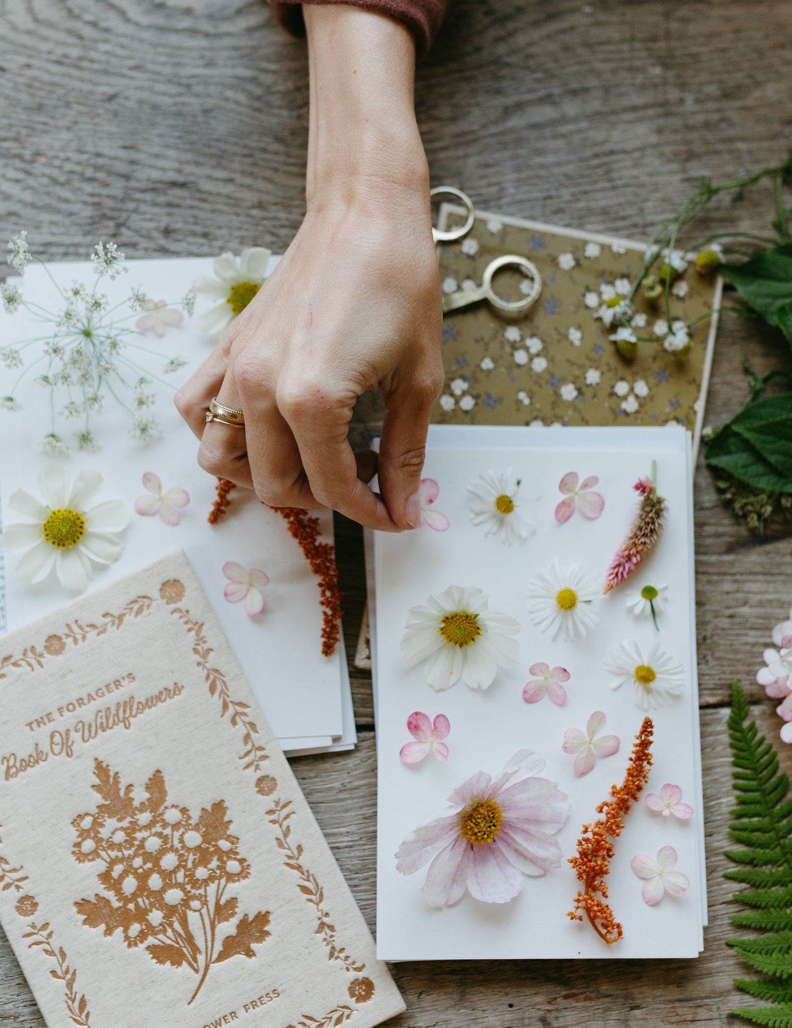 Pressed daisies, cosmos, and ferns laid out on paper, a hand reaching in to arrange them