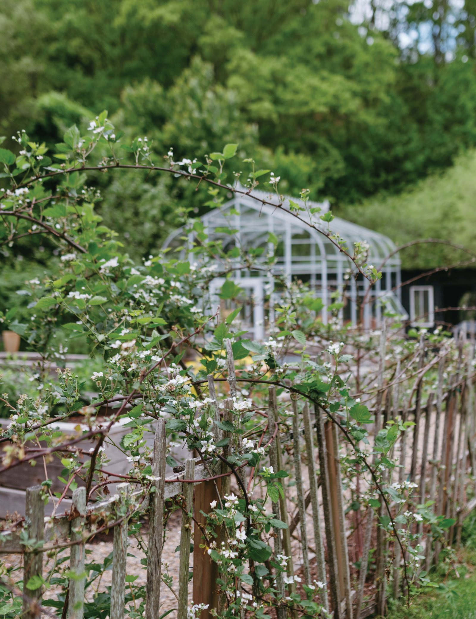 Blackberry canes in bloom along a garden fence, a glass greenhouse behind them
