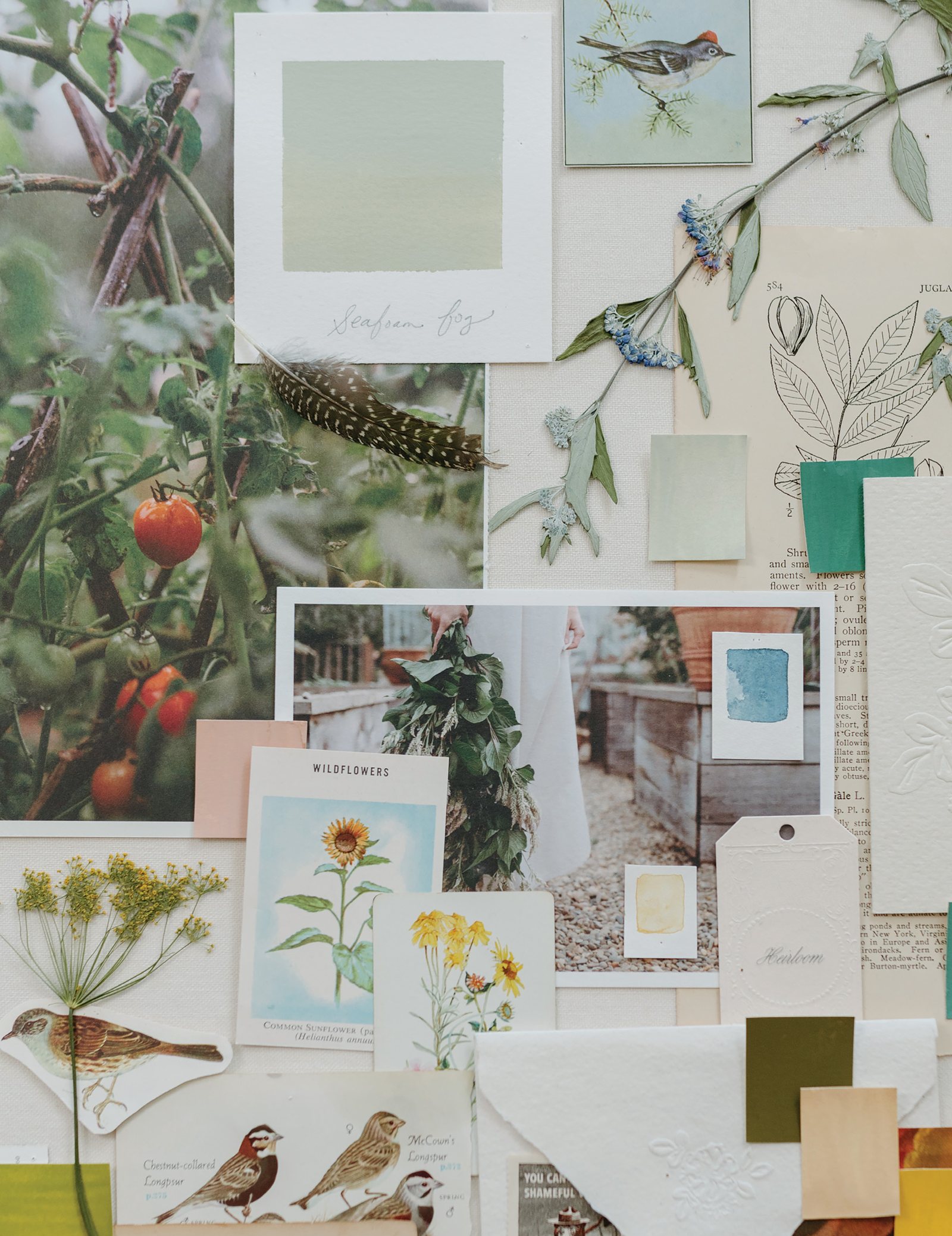 A mood board of pinned botanical prints, bird illustrations, and paint swatches