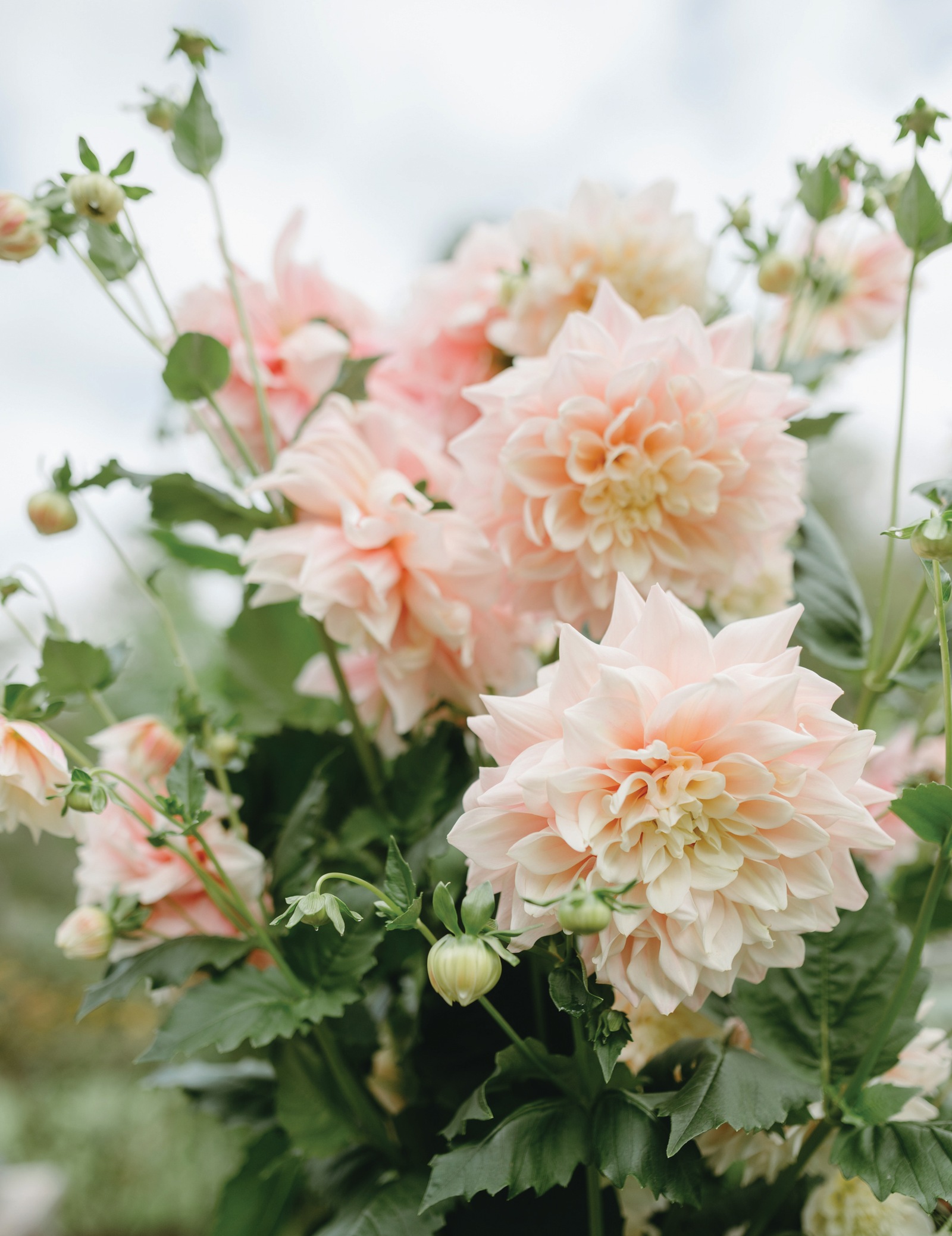 Blush and cream dahlias blooming in Bonnie Christine's garden