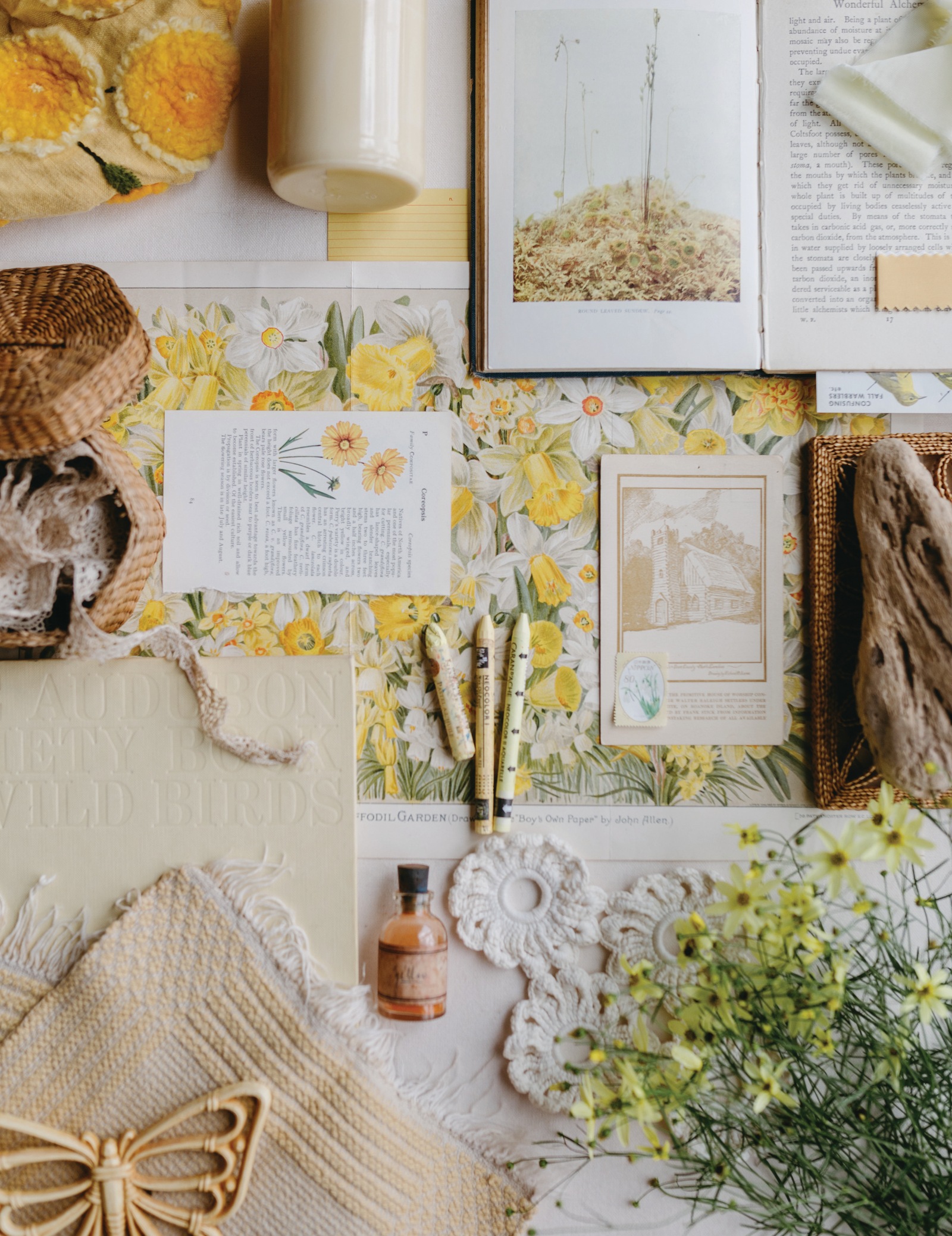 A yellow and cream flat lay of vintage botanical pages, daffodil prints, pale pastels, and fresh coreopsis