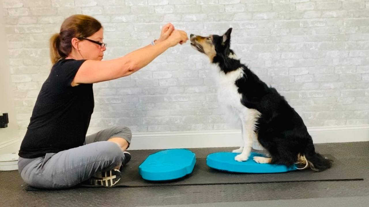 Canine Fitness Equipment Comparison