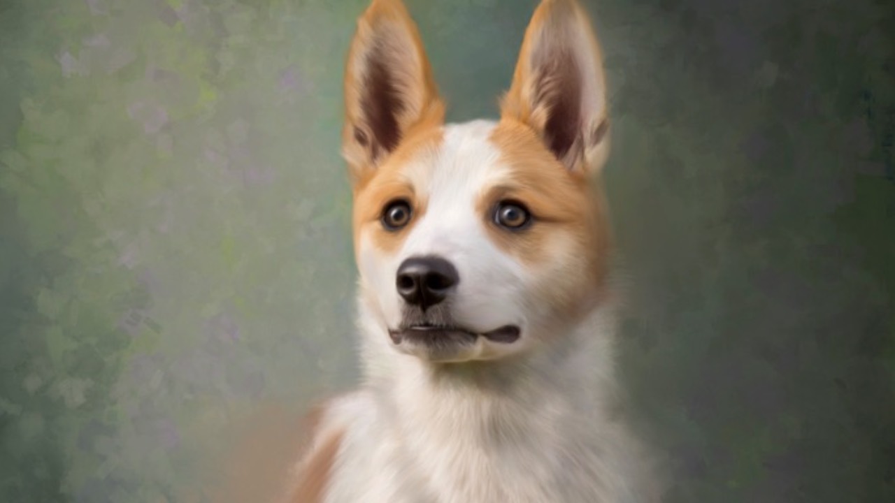 Dog alert
