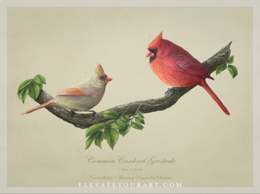 Common cardinal grosbeak