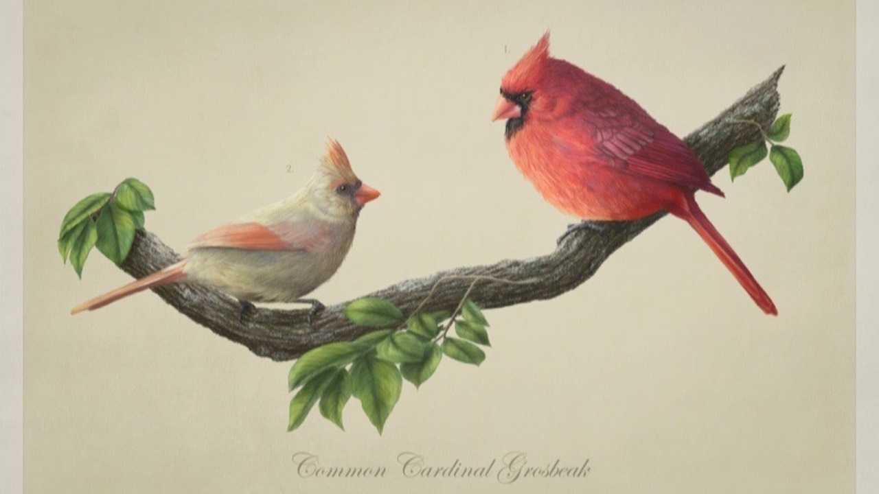 Common cardinal grosbeak