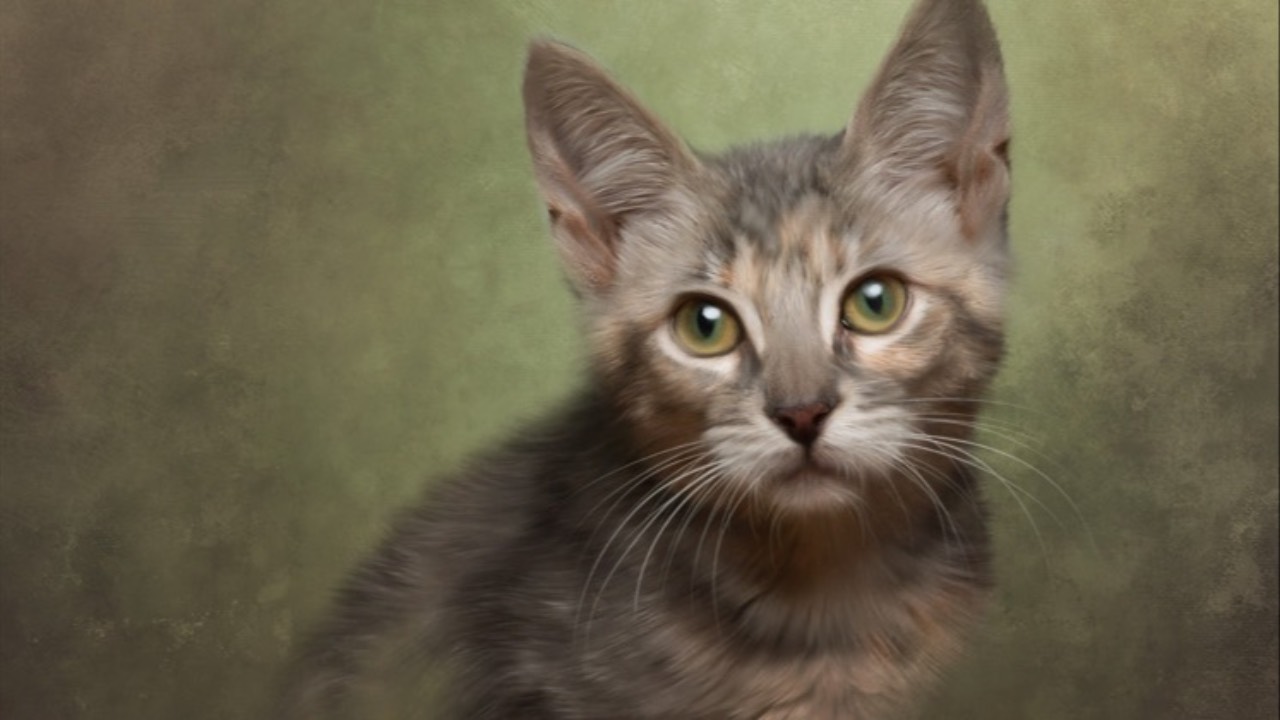 Cat on green background