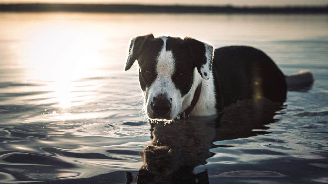 dog in water