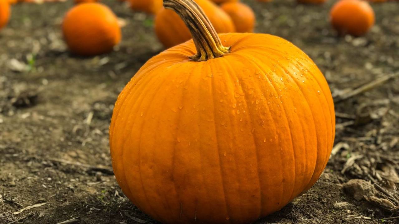 pumpkin