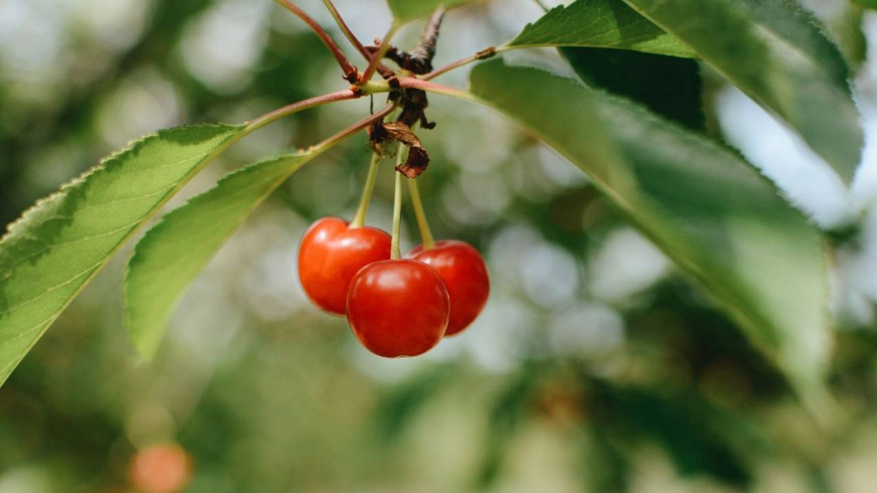 cherry