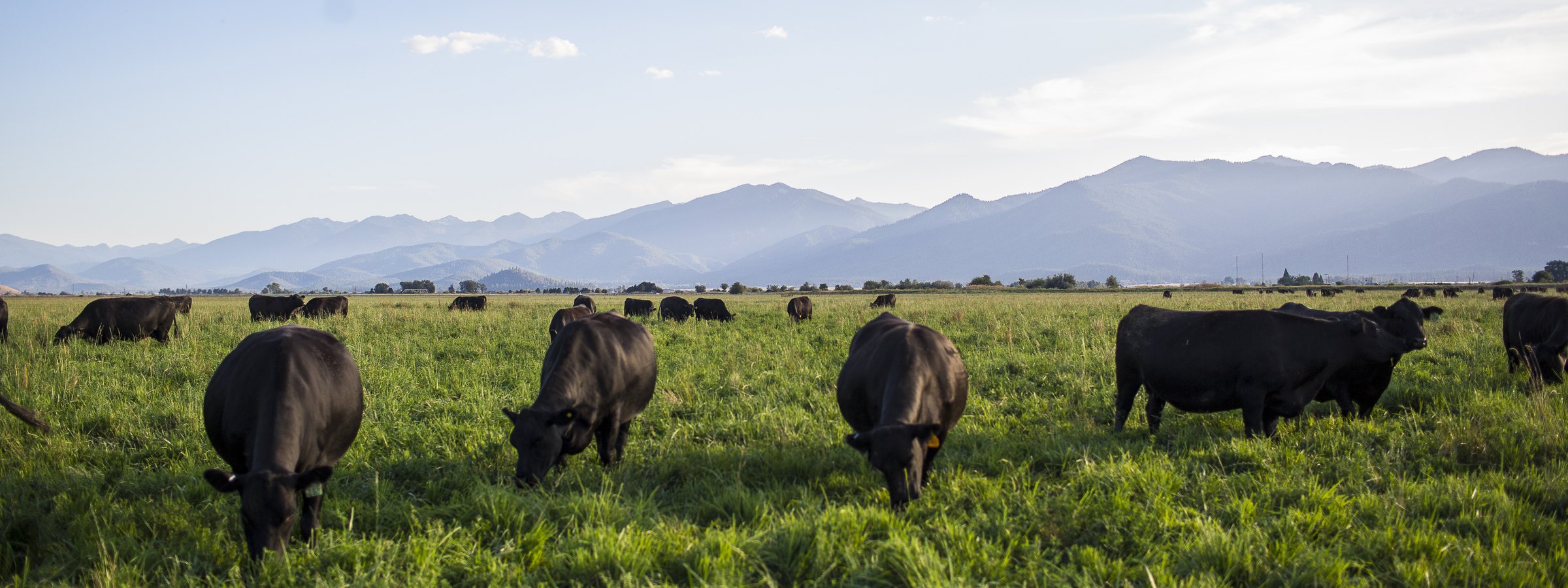 Cattle grazing in a green pasture with the mountains behind them at Five Marys Ranch