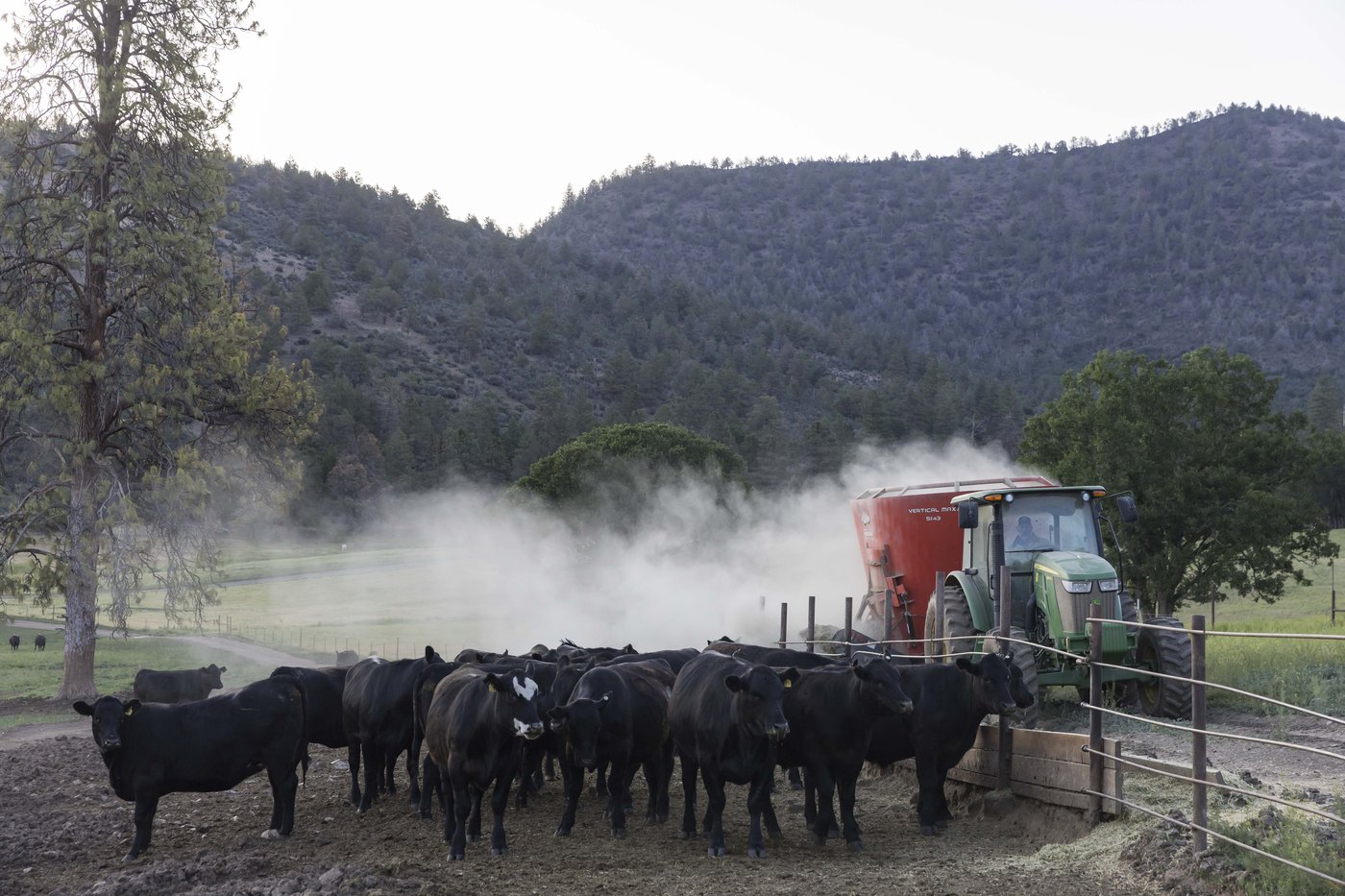 Cattle gathered around the feed truck in the morning dust