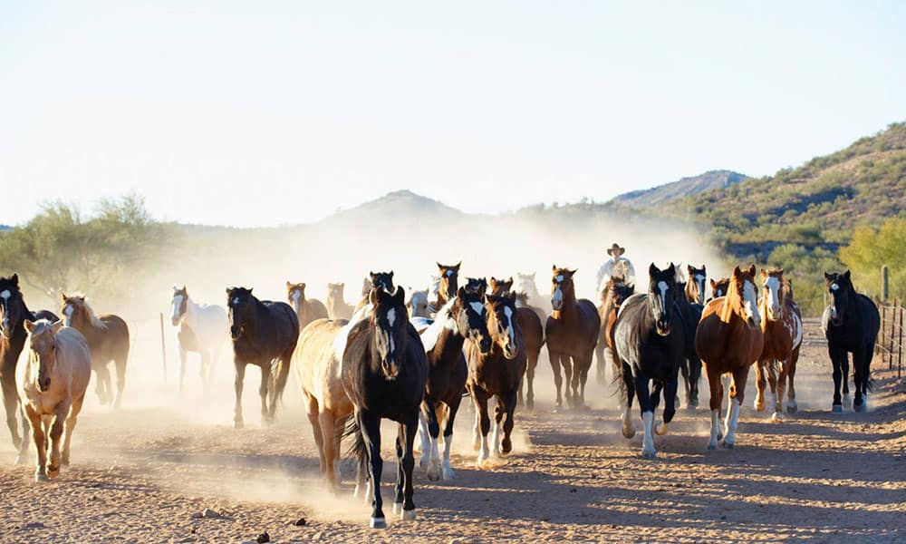 A wrangler bringing in the horses at Rancho de los Caballeros