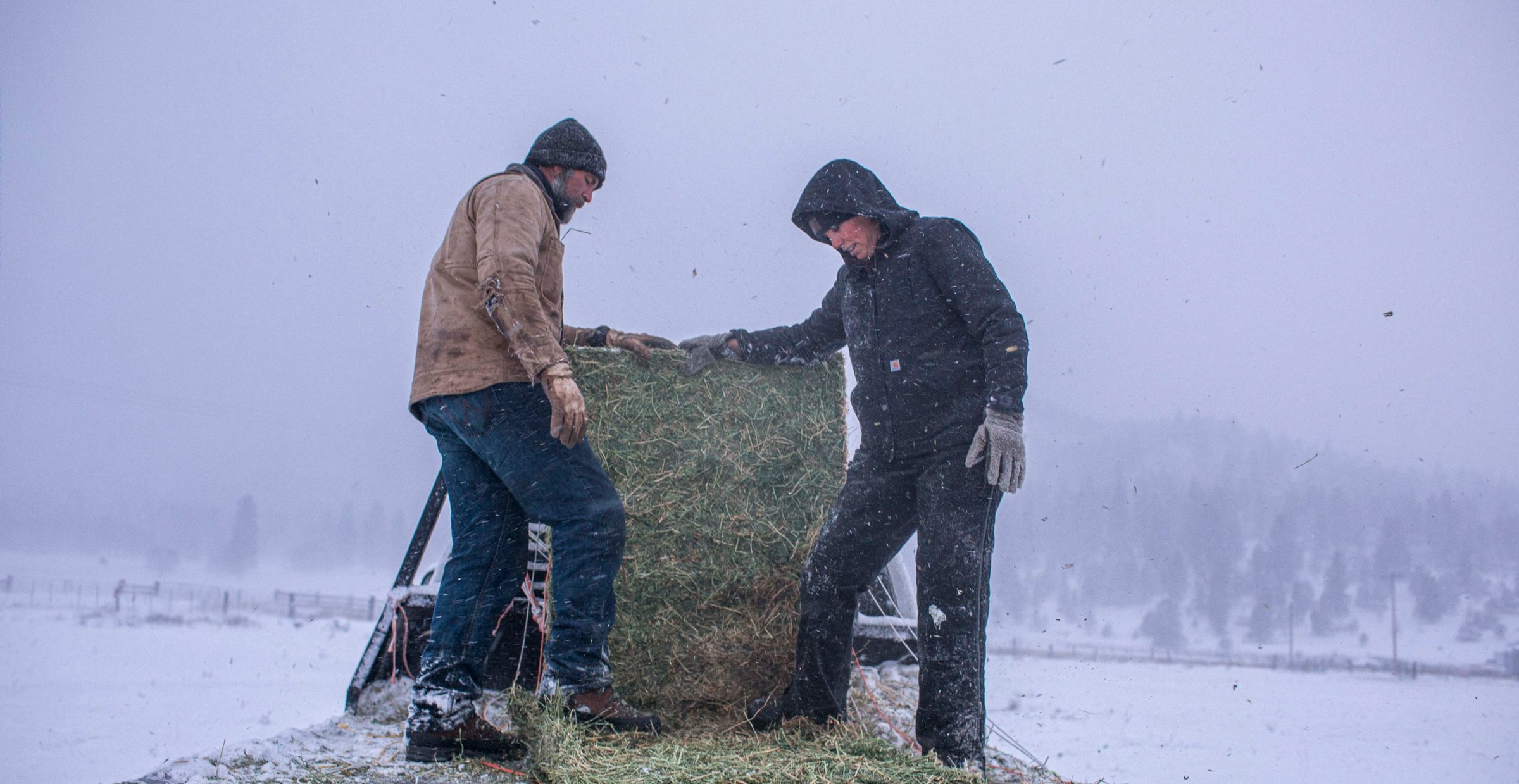 Feeding hay from the back of a truck in a snowstorm at Five Marys Ranch