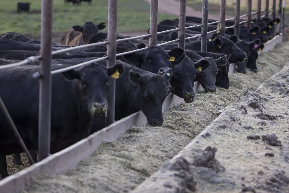 Black Angus cattle eating at the feed bunk
