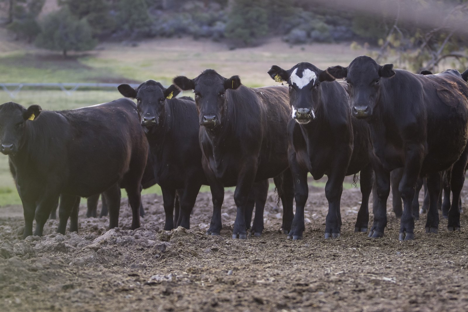 Black Angus cattle lined up in a pen at Five Marys Ranch